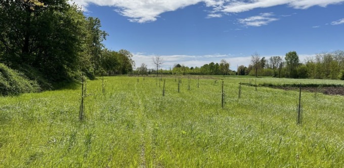 Carpignano: il comitato Dnt presenta TerraMIAmo, “la nascita del Bosco”