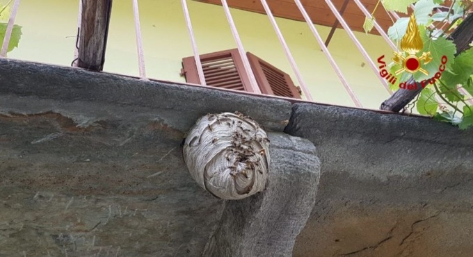 Favi di insetti nelle nostre case: le spiegazioni dei vigili del fuoco