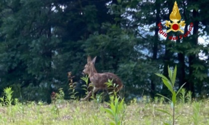 Intrappolato in un fosso: pompieri liberano capriolo