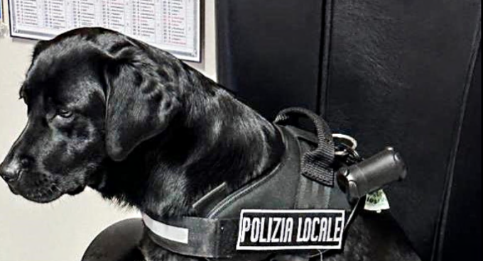 Oleggio: la cagnolina Nike fiuta quasi 700 grammi di droga