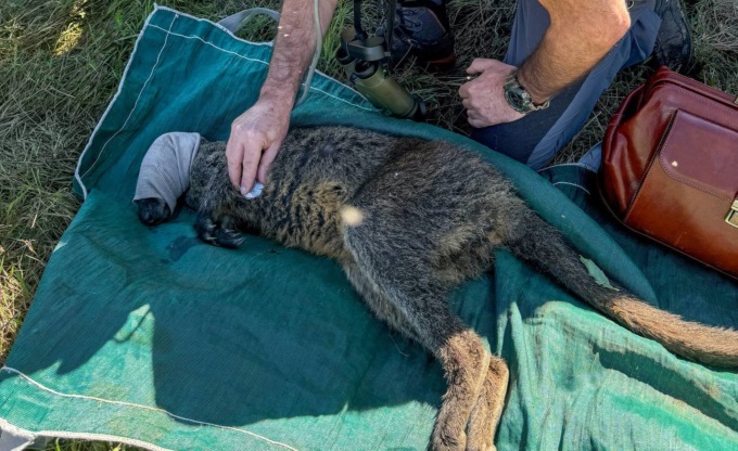 Ritrovato dopo 17 giorni il cangurino fuggito dalla Torbiera