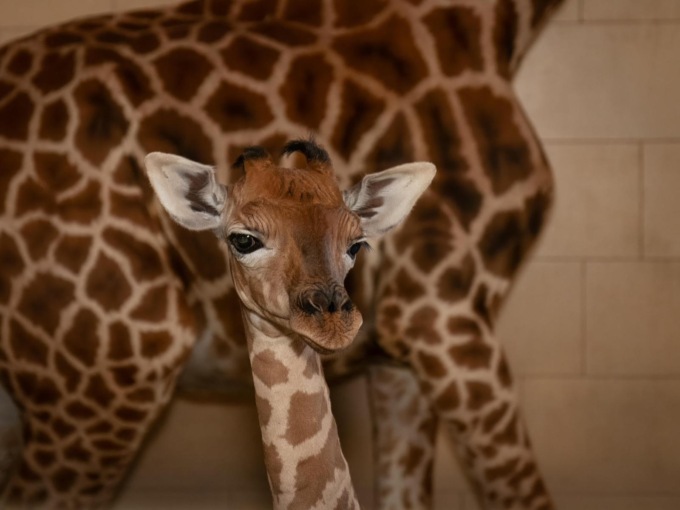 Dopo 22 anni al Safari park di Pombia è nato un piccolo di giraffa
