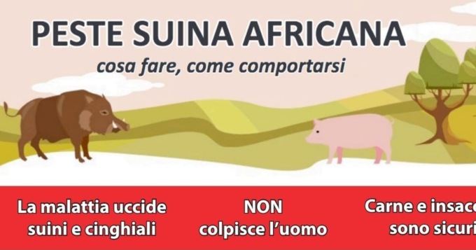 Gestione della peste suina: ecco cosa fare e a chi rivolgersi in provincia di Novara