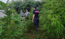 Coltiva Cannabis nel giardino di casa: i carabinieri lo denunciano e sequestrano tutto