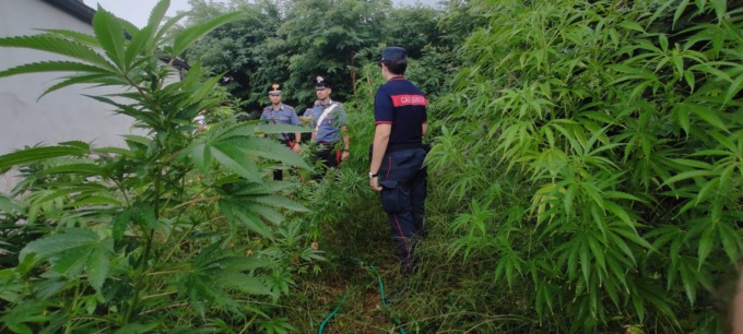 Coltiva Cannabis nel giardino di casa: i carabinieri lo denunciano e sequestrano tutto