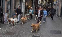 80 Golden Retriever ad Arona per una passeggiata a 4 zampe