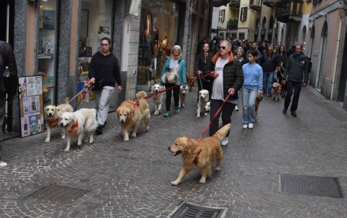 80 Golden Retriever ad Arona per una passeggiata a 4 zampe