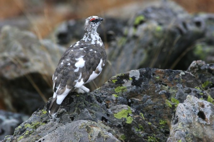 Il Tar chiude la caccia a quattro specie animali: esulta Pro Natura