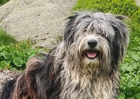 Trovata dopo 10 giorni la cagnolona dispersa in Valgrande