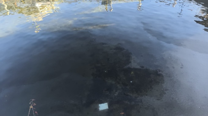 Chiazza sul lago, Gusmeroli: “Avviate tutte le attività necessarie a trovare la fonte dello sversamento”