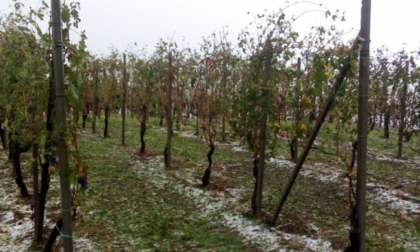 Aiuti agli agricoltori: 5 milioni per reti antigrandine e ventilatori antigelo