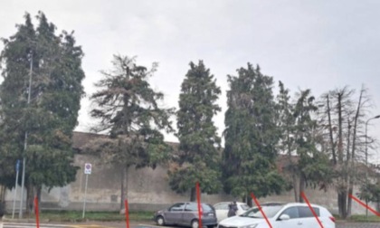 A Cameri si abbatte un filare di alberi davanti al cimitero: sono pericolosi