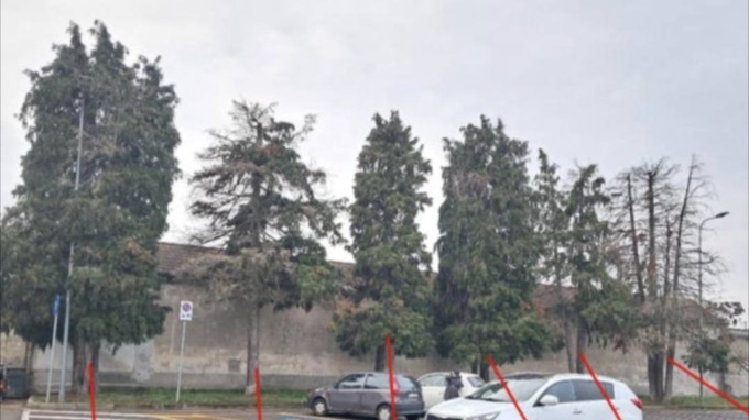 A Cameri si abbatte un filare di alberi davanti al cimitero: sono pericolosi