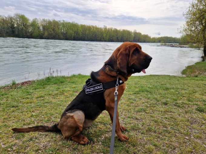 Trecate: il cane molecolare Dikra è entrata in servizio sul territorio