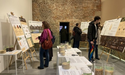 A Novara successo per la mostra dell'Ente nazionale risi