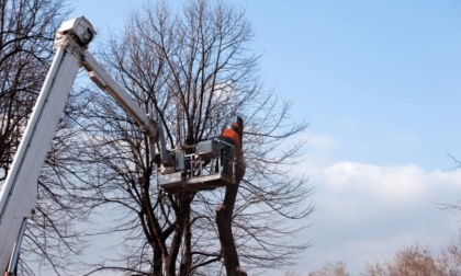 Patrimonio arboreo comunale: interventi da 34mila euro a Trecate