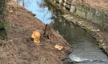 Gusmeroli: "Prevenire è importante", pulizia in corso del Torrente Vevera ad Arona