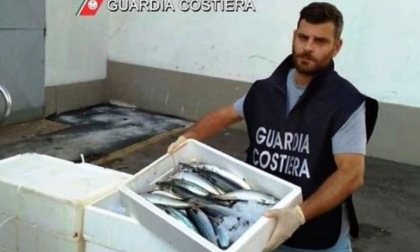 A Galliate sequestrati 836 kg di pesce