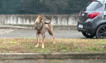 Lupo tra le case di Campagnola a Borgo Ticino: IL VIDEO