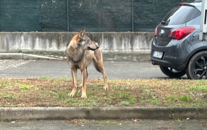 Lupo tra le case di Campagnola a Borgo Ticino: IL VIDEO