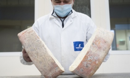 Gorgonzola DOP: produzione 2024 da record