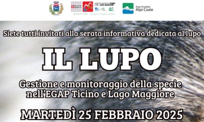 Il Lupo: l’Egap Ticino e Lago Maggiore organizza una serata informativa a Dormelletto