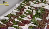 Droga nel Vco: sequestrati 40 chili di foglie di khat al confine con la Svizzera