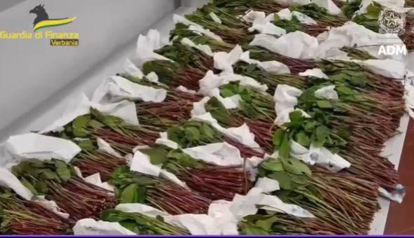 Droga nel Vco: sequestrati 40 chili di foglie di khat al confine con la Svizzera