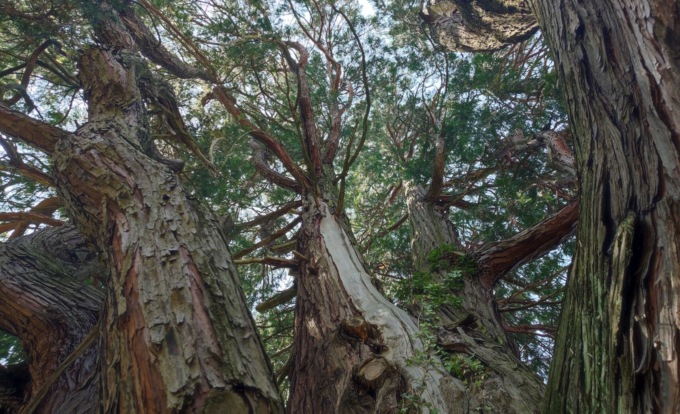 Il Piemonte celebra il suo patrimonio verde: c’è anche un libocedro di 5,90 metri di circonferenza a Varallo Pombia