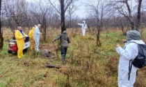 Parco del Ticino: recuperate 15 carcasse di cinghiali in un giorno solo