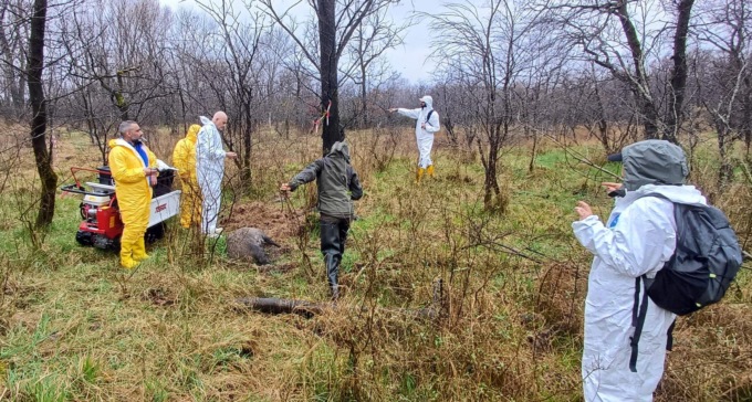 Parco del Ticino: recuperate 15 carcasse di cinghiali in un giorno solo