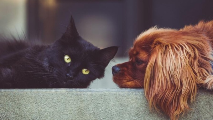 Ambulatori veterinari sociali: continua la collaborazione tra Regione Piemonte e Lav