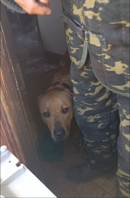 Cane chiuso in casa al buio senza cibo e acqua a Castelletto: salvato dai carabinieri