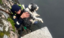 Cane cade nel Lago Maggiore: salvato dagli agenti di polizia