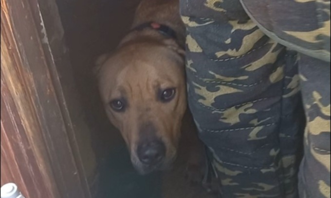 Cane denutrito e abbandonato in casa a Castelletto: scatta la denuncia di LNDC Animal Protection