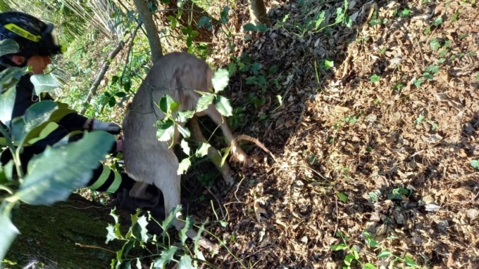 Vigili del fuoco di Verbania salvano capriolo intrappolato in una rete