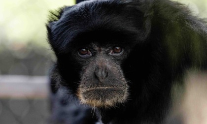 Al Safari Park arrivano due sorelle di siamango, specie a rischio estinzione