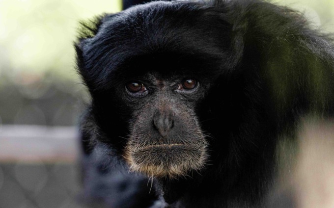 Al Safari Park arrivano due sorelle di siamango, specie a rischio estinzione