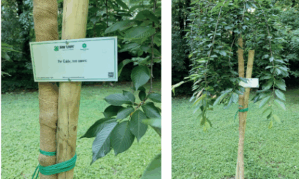 Adotta un albero: una nuova vita per ricordare chi non c'è più
