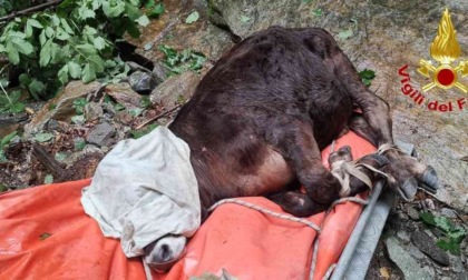 Due bovini precipitano in un torrente a Calasca Castiglione, nel Vco