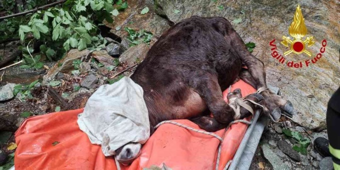 Due bovini precipitano in un torrente a Calasca Castiglione, nel Vco