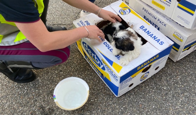 La polizia di Novara ferma un furgone per un controllo e salva 9 cagnolini