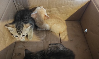 Cuccioli di gatti buttati in uno scatolone a Castelletto