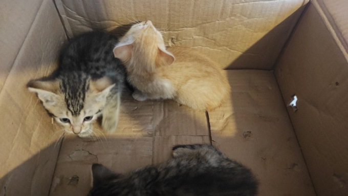 Cuccioli di gatti buttati in uno scatolone a Castelletto