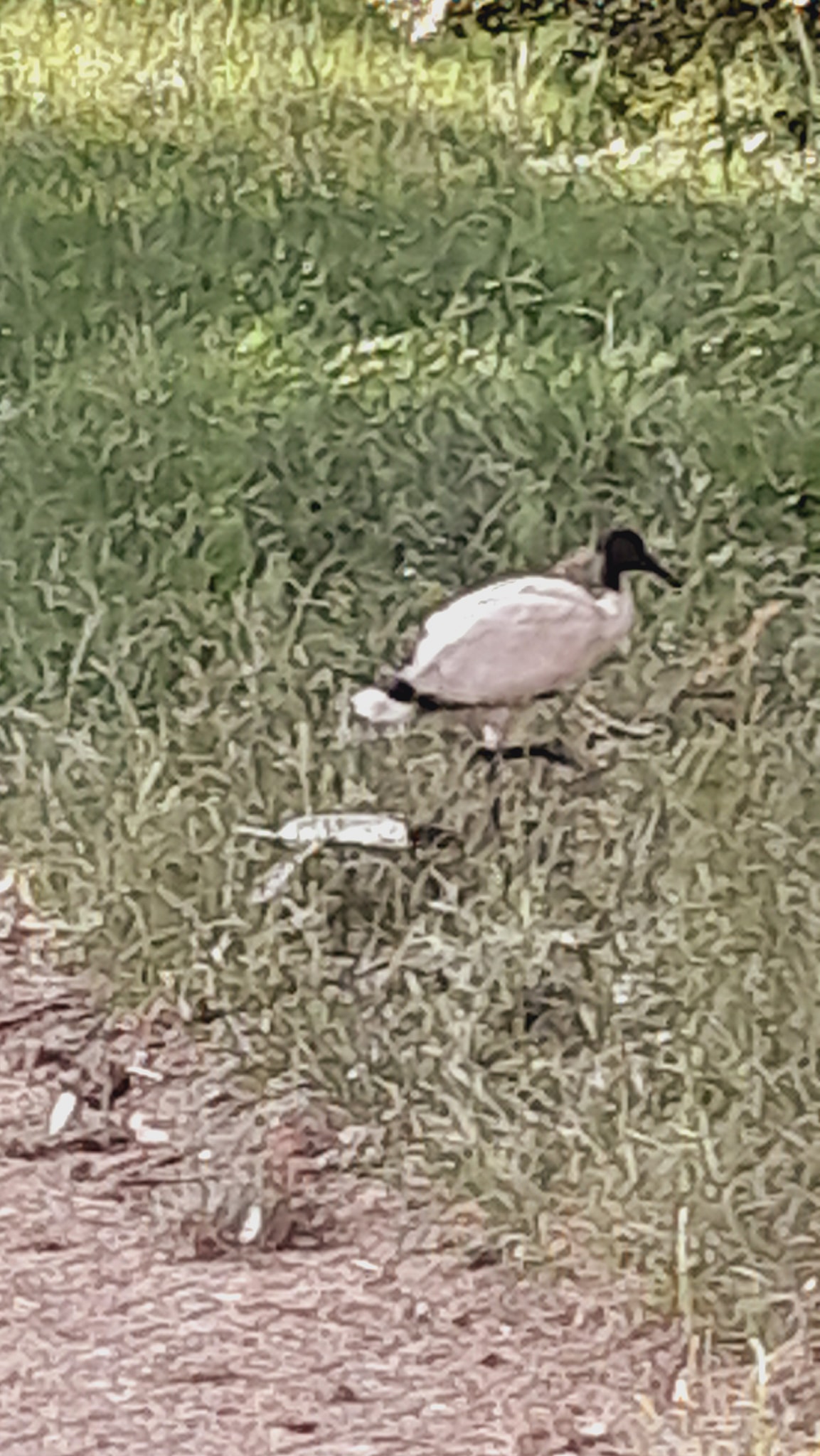 ibis 1