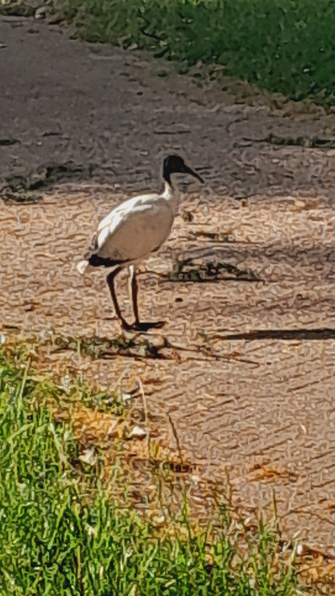 ibis 2