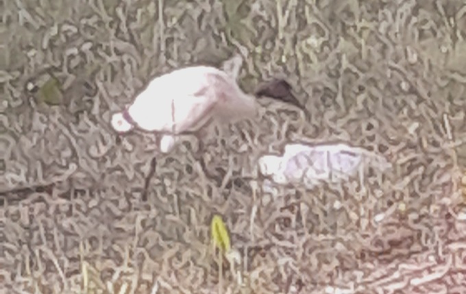 Moria di ibis sacri a Novara: «Non toccateli, allertate subito la Polizia Locale»