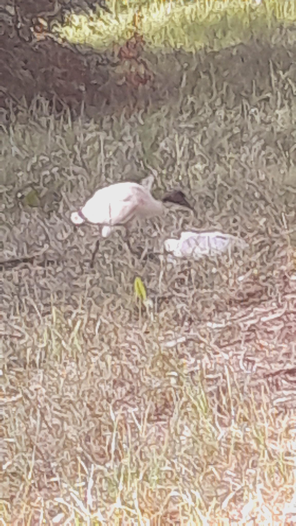 ibis 3