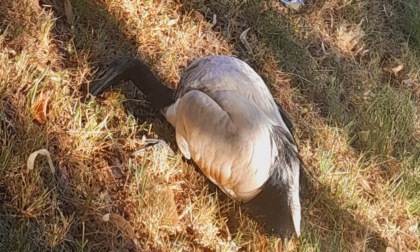 Ibis sacri trovati morti in città: sospetto avvelenamento