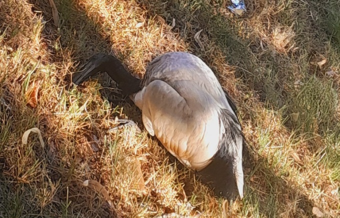 Ibis sacri trovati morti in città: sospetto avvelenamento